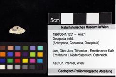 Foto (Objket + Etiketten) von Decapoda indet. 